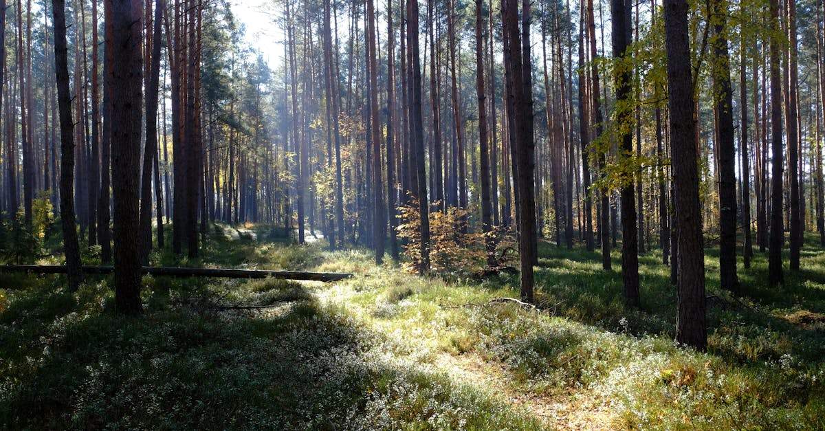 Les bienfaits de la nature pour la santé physique : comment la nature peut renforcer votre corps et votre bien-être