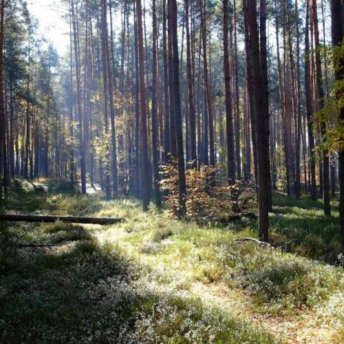 Les bienfaits de la nature pour la santé physique : comment la nature peut renforcer votre corps et votre bien-être