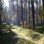 Les bienfaits de la nature pour la santé physique : comment la nature peut renforcer votre corps et votre bien-être